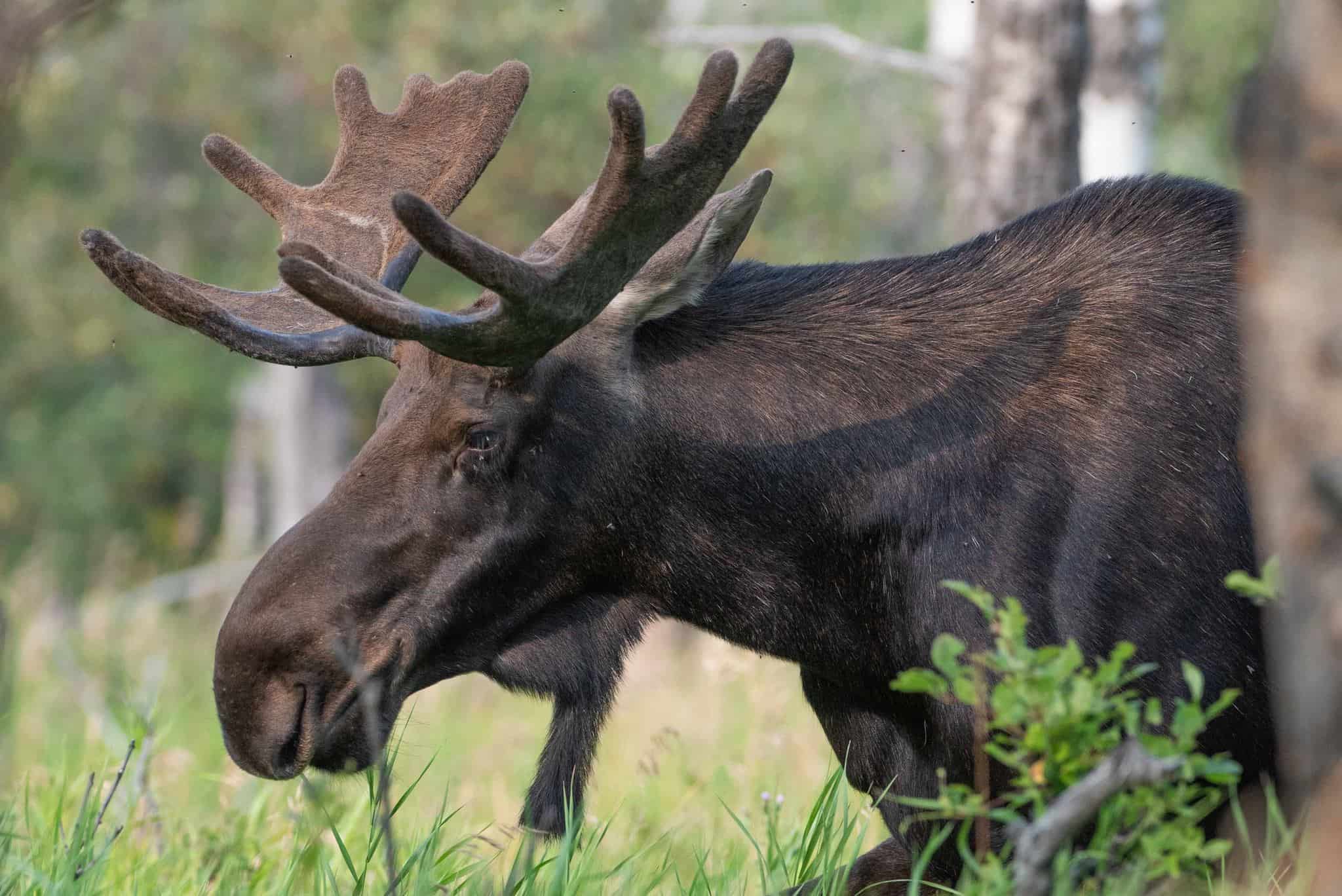 Watch the moose live during their yearly migration 'den stora