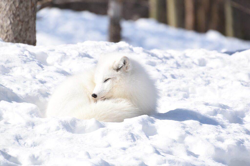 fox, arctic, white