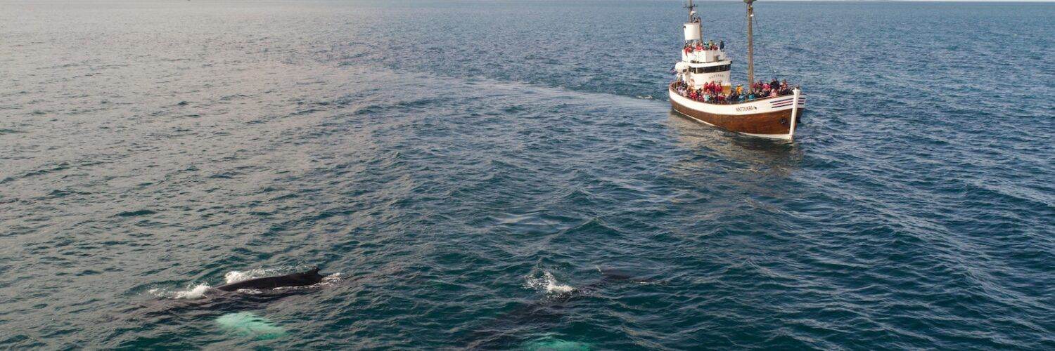 Tourist boat and whale in sea not far from shore