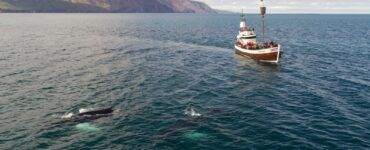 Tourist boat and whale in sea not far from shore