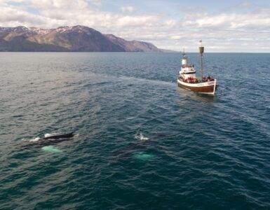 Tourist boat and whale in sea not far from shore