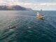 Tourist boat and whale in sea not far from shore