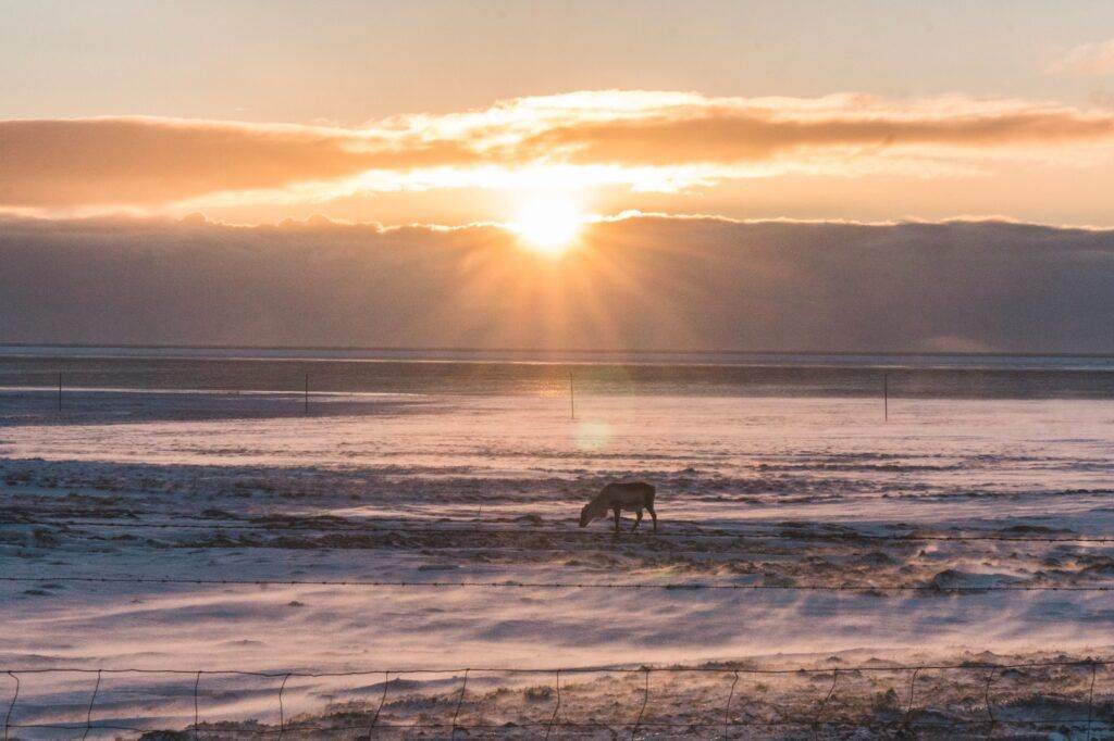 brown animal under yellow sky on focus photographjy