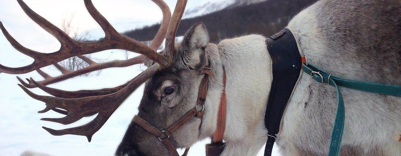 reindeer, norway, snow
