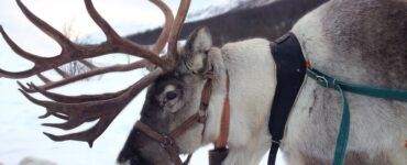 reindeer, norway, snow