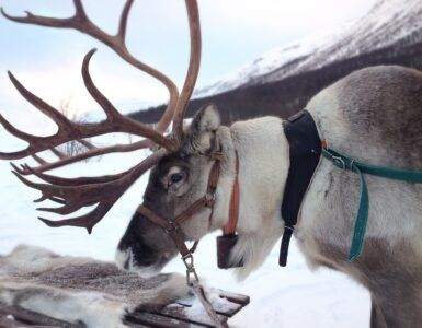 reindeer, norway, snow