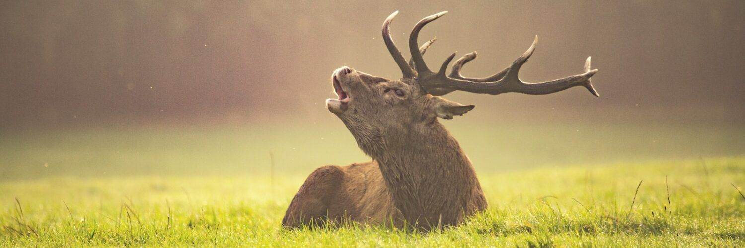 brown animal lying on green grass field