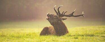 brown animal lying on green grass field