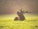 brown animal lying on green grass field