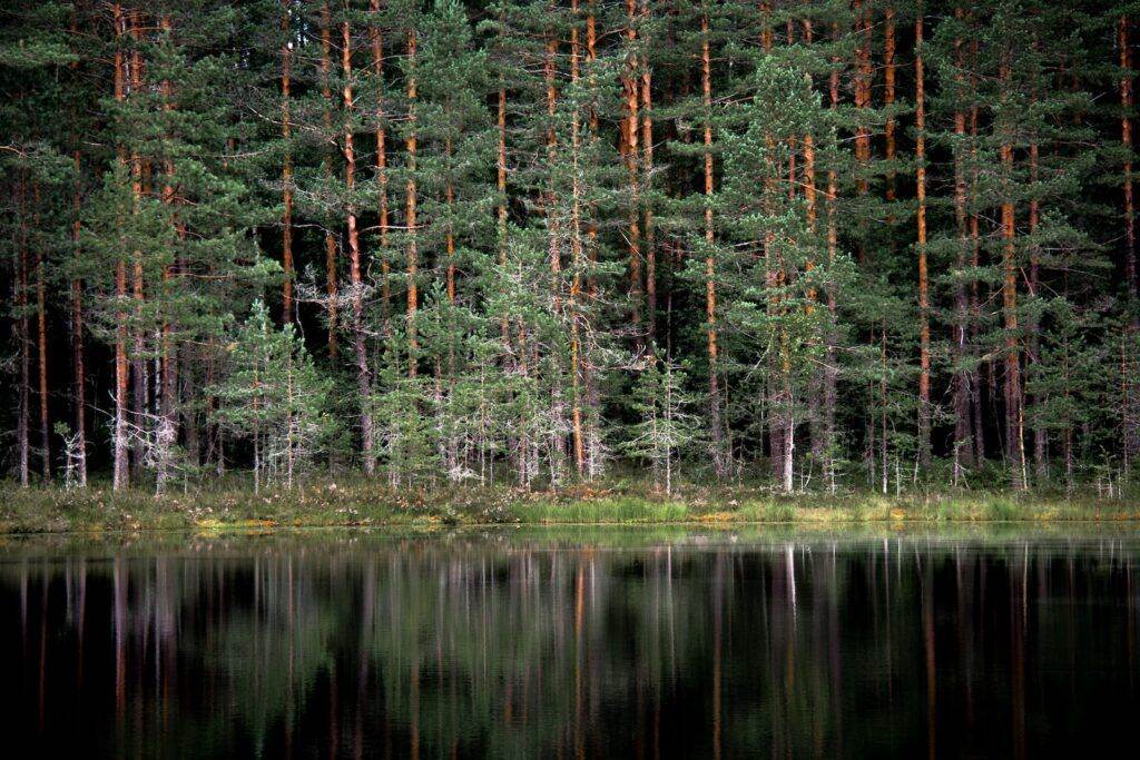 trees and body of water