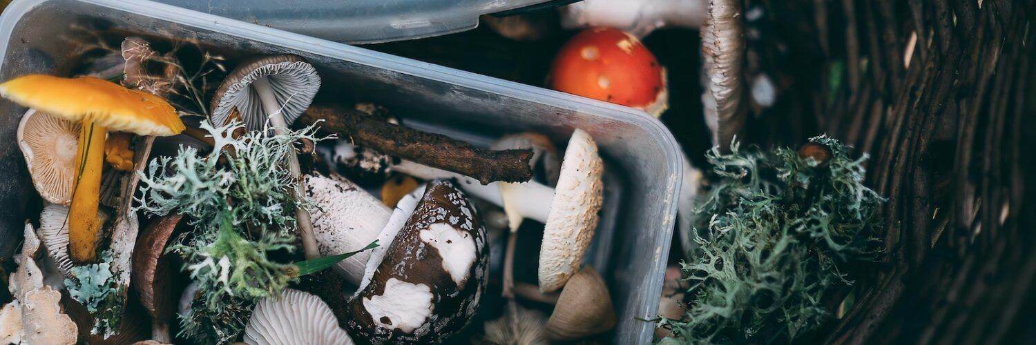 white mushrooms on black plastic container