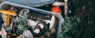 white mushrooms on black plastic container