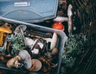 white mushrooms on black plastic container