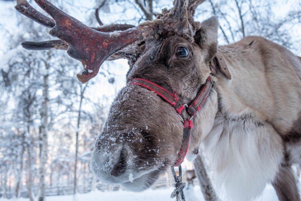 brown horse with white snow on head