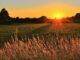 Sunray Across Green Grass Field