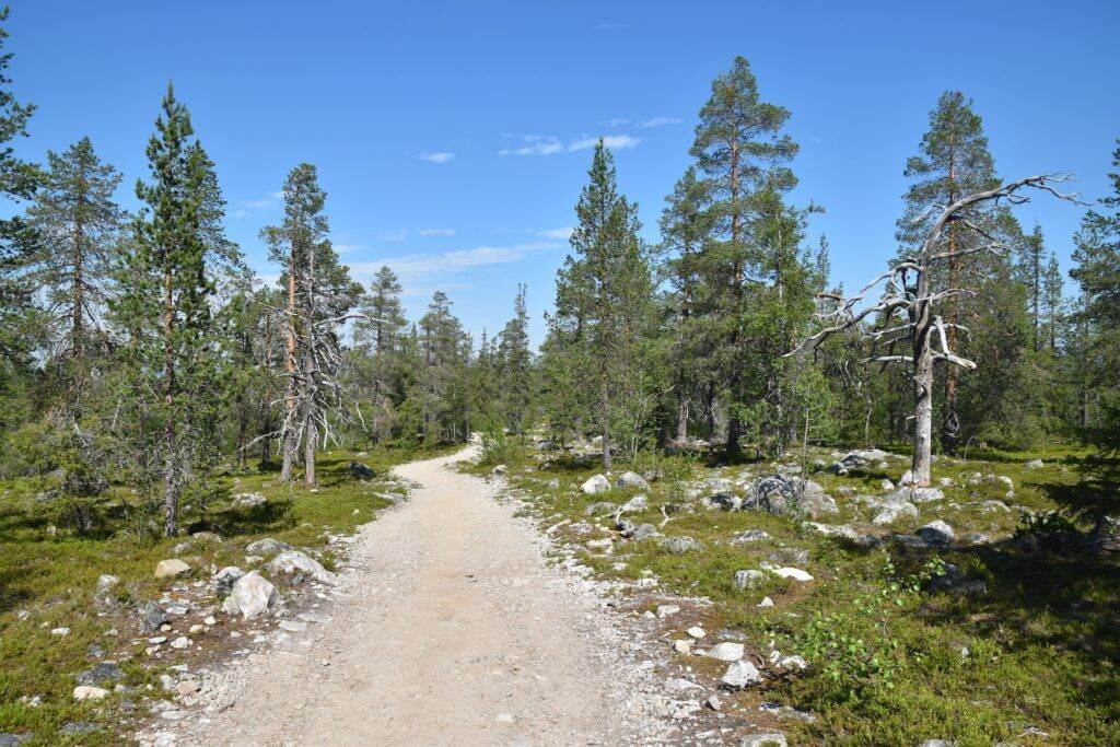 green pine trees on brown dirt ground under blue sky during daytime