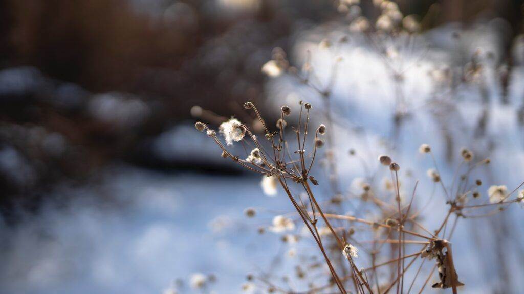 white flower buds in tilt shift lens