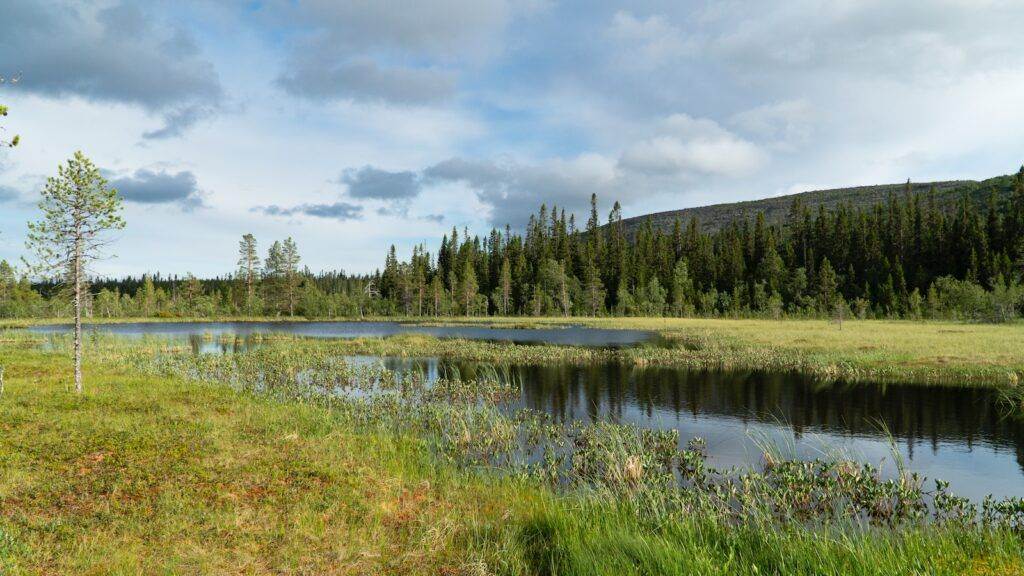 a lake surrounded by grass and trees