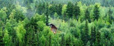 brown wooden house on green forest during daytime