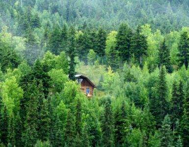 brown wooden house on green forest during daytime