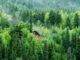 brown wooden house on green forest during daytime