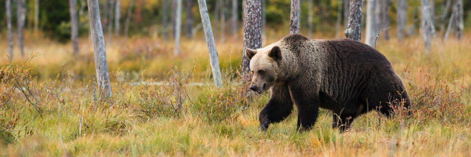 black bear near trees