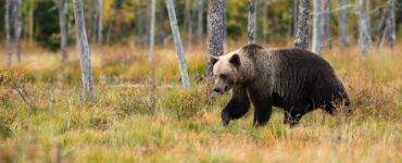 black bear near trees