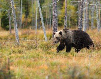 black bear near trees