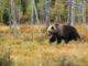 black bear near trees