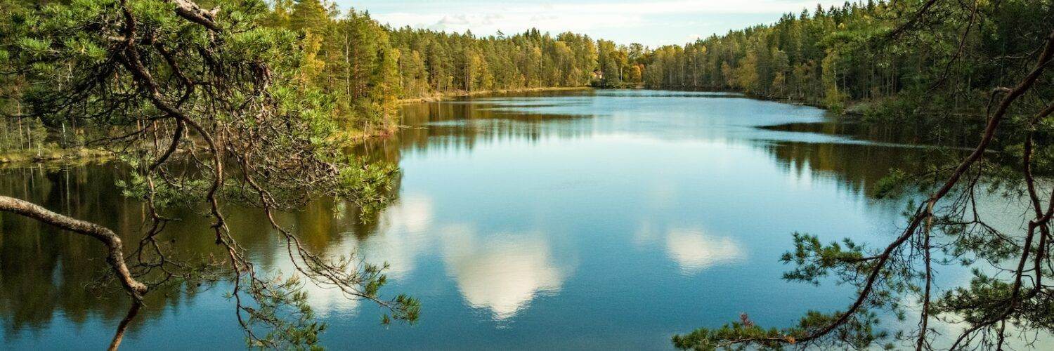 green trees beside lake under blue sky during daytime