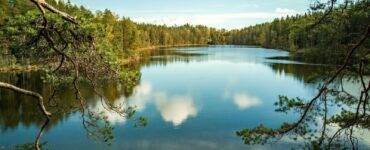 green trees beside lake under blue sky during daytime