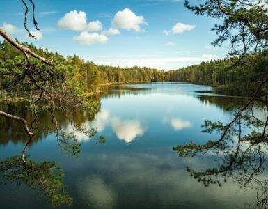 green trees beside lake under blue sky during daytime