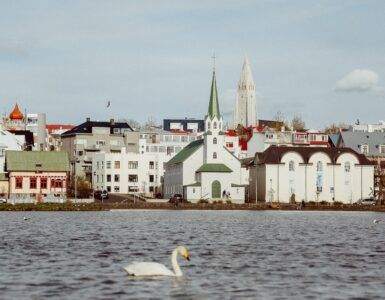 photography of white swan floating on water body